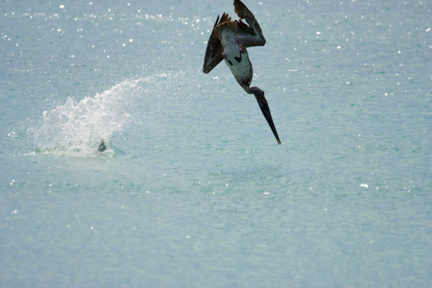 鹈鹕双人潜水(2次中的第1次)图片下载