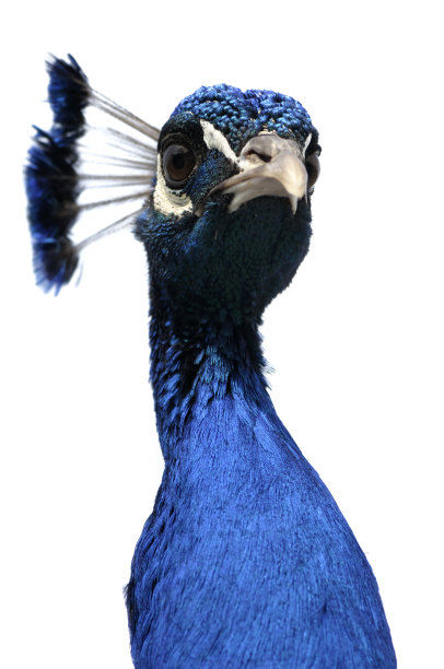 白底孔雀图片下载