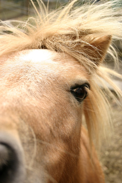 设得兰矮种马特写图片下载