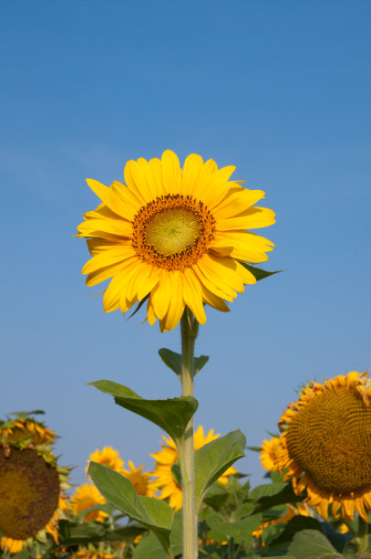 向日葵图片下载