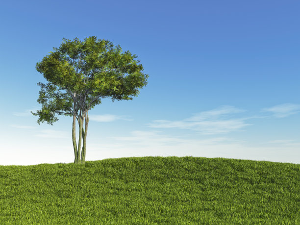 草地上孤独的树图片下载