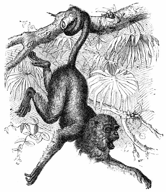 红吼猴(Mycetes Seniculus)图片下载