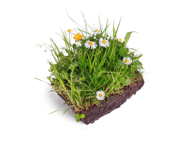 草皮，雏菊和杂草图片下载