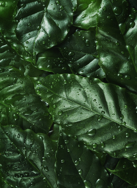 雨林雨滴素材图片
