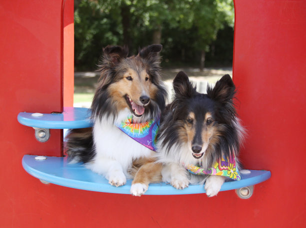 貂色和三色设得兰牧羊犬图片下载