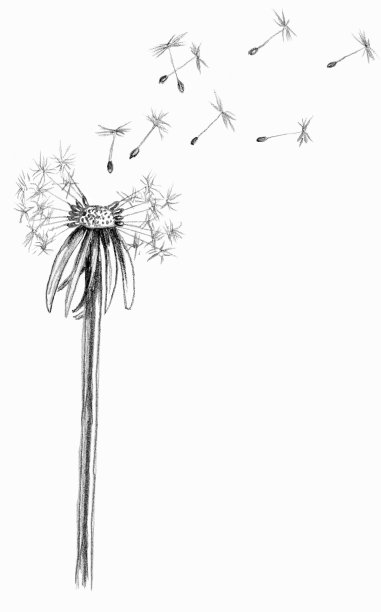 吹蒲公英草图图片下载