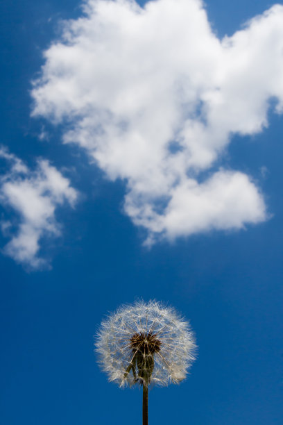 蒲公英和一朵云图片下载