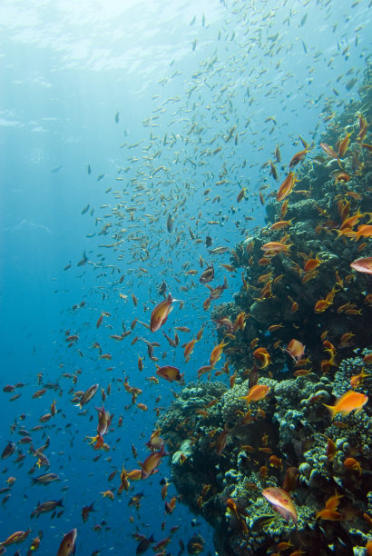 珊瑚礁上的生命图片下载