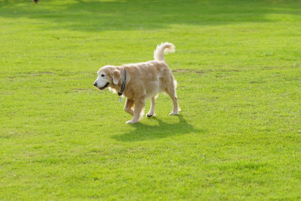 黄金猎犬图片下载
