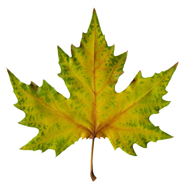 秋叶(XXXL with path)图片下载