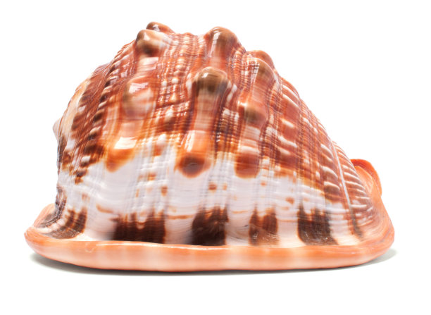 海贝壳图片下载