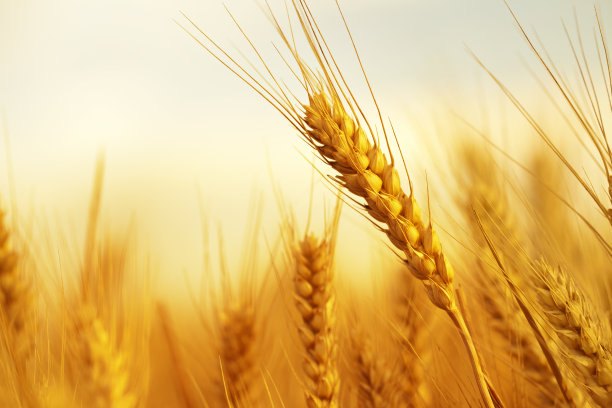 麦穗照片素材专题