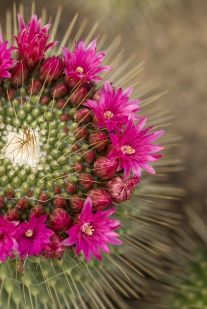粉红色的仙人掌花盛开了图片下载