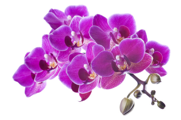 美丽的粉红色兰花在白色图片下载