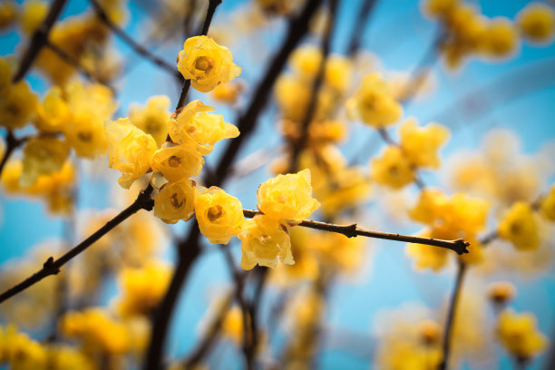 美丽的腊梅花图片下载