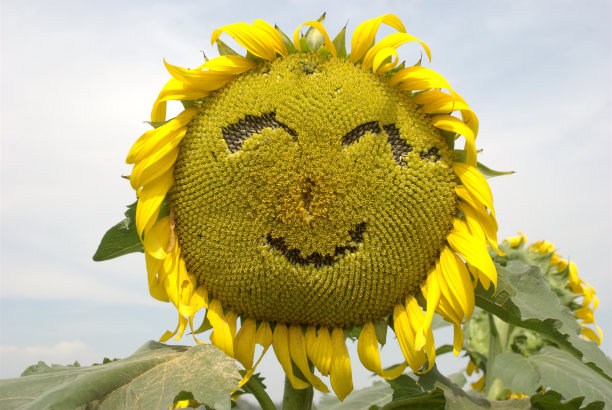 微笑的脸图片下载