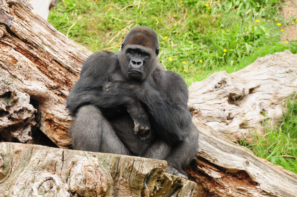 西部低地大猩猩。图片下载