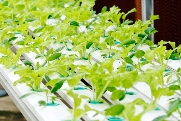 水培蔬菜图片下载