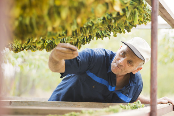 种植烟草的农民图片下载
