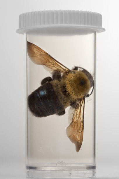 死去的蜜蜂图片下载