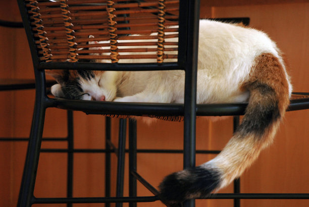 睡觉的猫图片下载