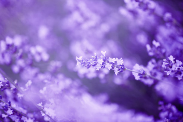 薰衣草图片下载