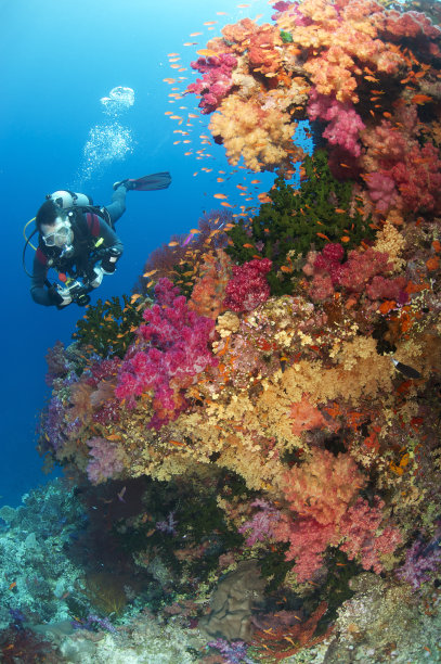 潜水员照片礁图片下载