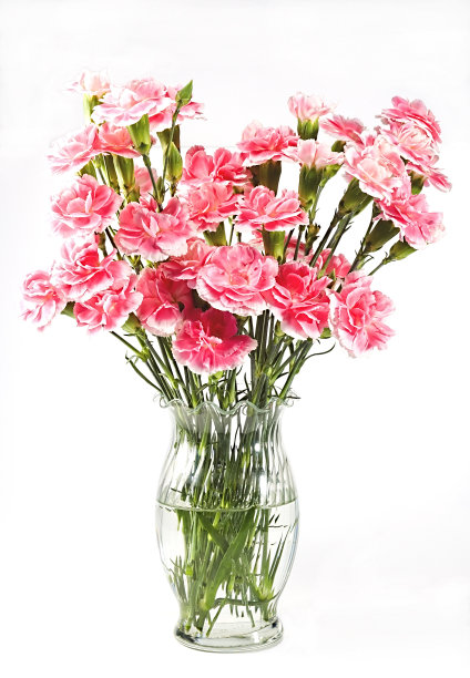 粉红色康乃馨的花束图片下载