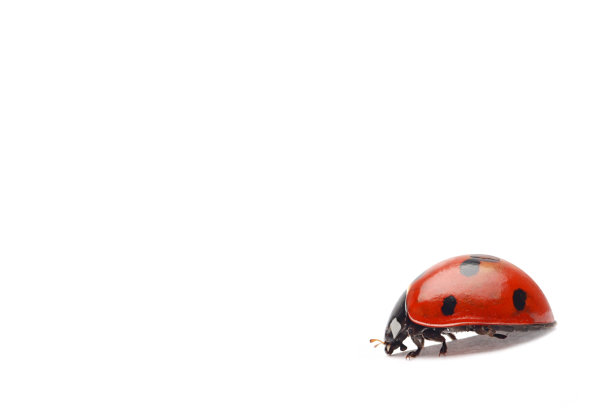 瓢虫(隔离)图片下载