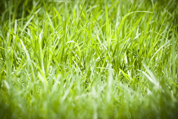 特写夏日绿草场与小插画，复制空间图片下载