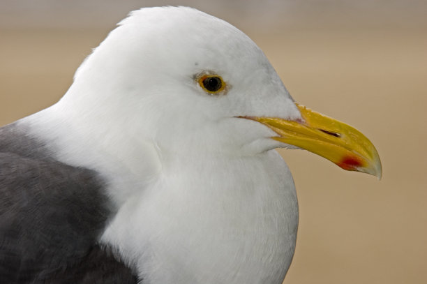 西方的海鸥图片下载