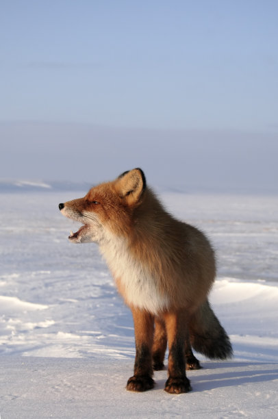 唱歌的狐狸。图片下载