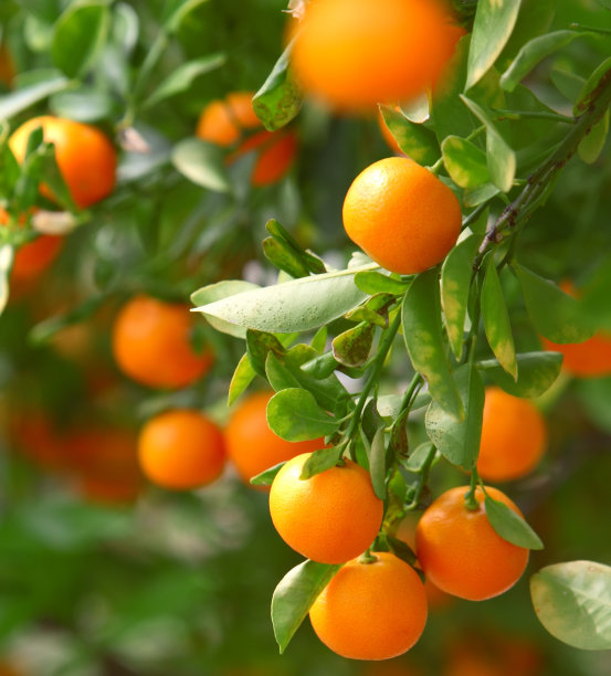 越来越多的橘子图片下载