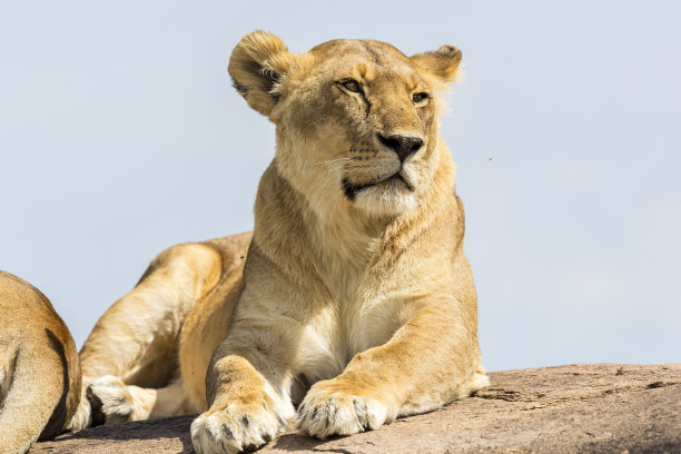 母狮在野生图片下载