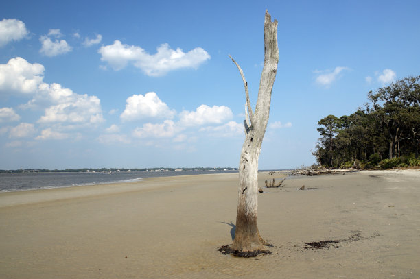 乔治亚州杰基尔岛孤独的浮木树素材图片