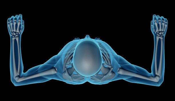 人体骨骼供研究图片下载