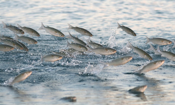 多条鱼跳出水面图片下载
