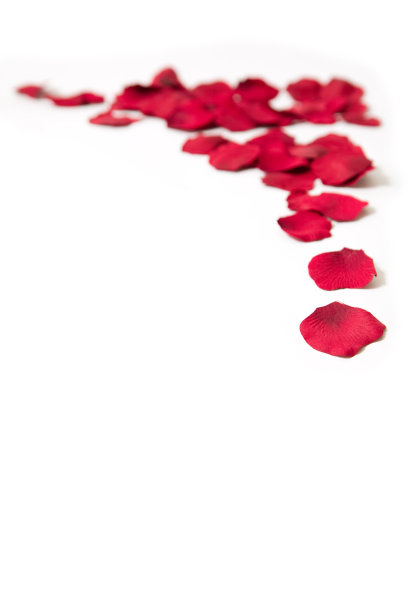 玫瑰花瓣的边界图片下载