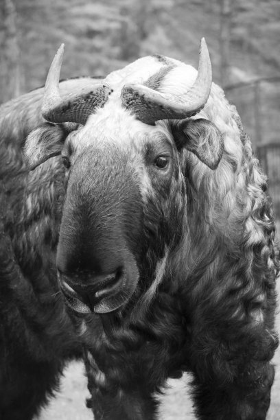 不丹扭角羚图片下载