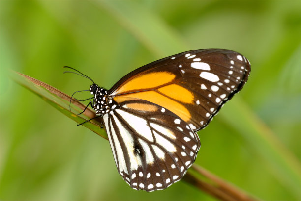 新加坡雄性黑纹虎(黑纹虎)图片下载