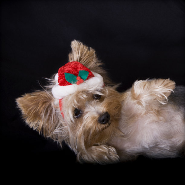 约克夏犬条款图片下载