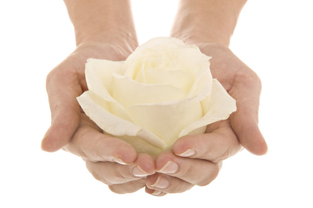 拿着一朵白玫瑰图片下载