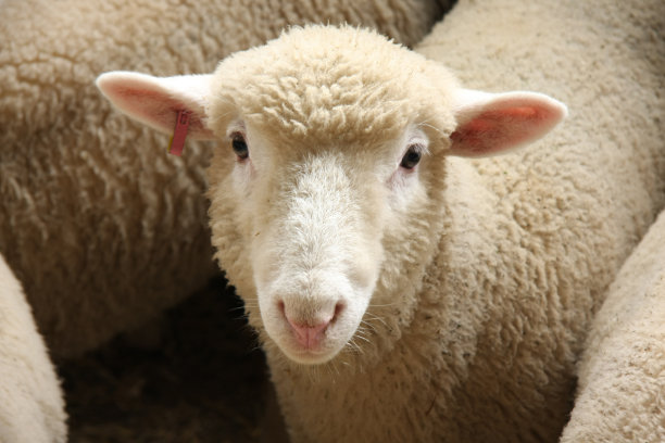 甜蜜的羊素材图片