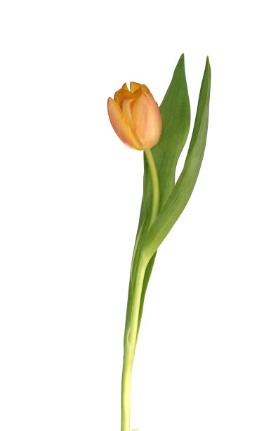 几乎画郁金香图片下载