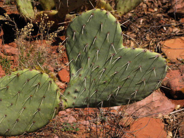 心形仙人掌仙人掌近距离图片下载