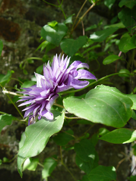 夏天的花园图片下载