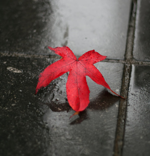 人行道上的红叶图片下载