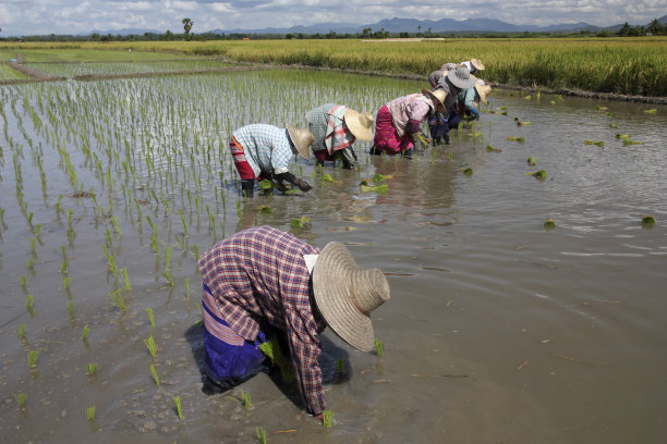 水稻芽移植图片下载