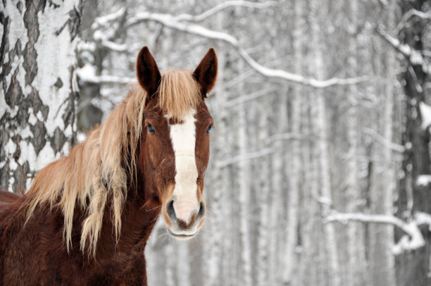 冬天森林里的小马图片下载