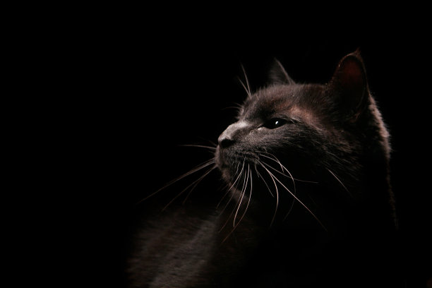 黑色的猫图片下载